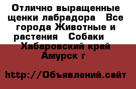 Отлично выращенные щенки лабрадора - Все города Животные и растения » Собаки   . Хабаровский край,Амурск г.